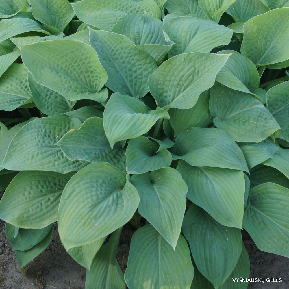 Hosta 'Marmalade on Toast'